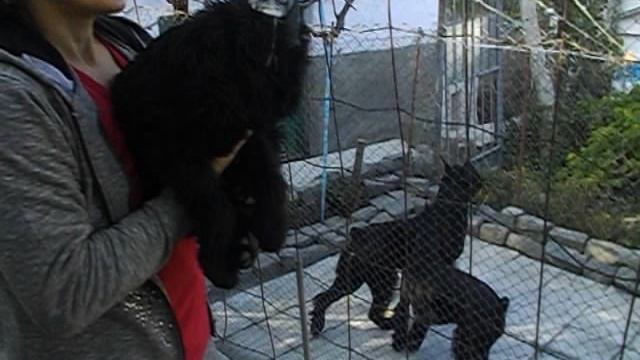 Роман-Кош Ламанш. Купировка. Сын Роман-Кош Есмиральды и Гасфорта. Севастополь-Владивосток 2013г