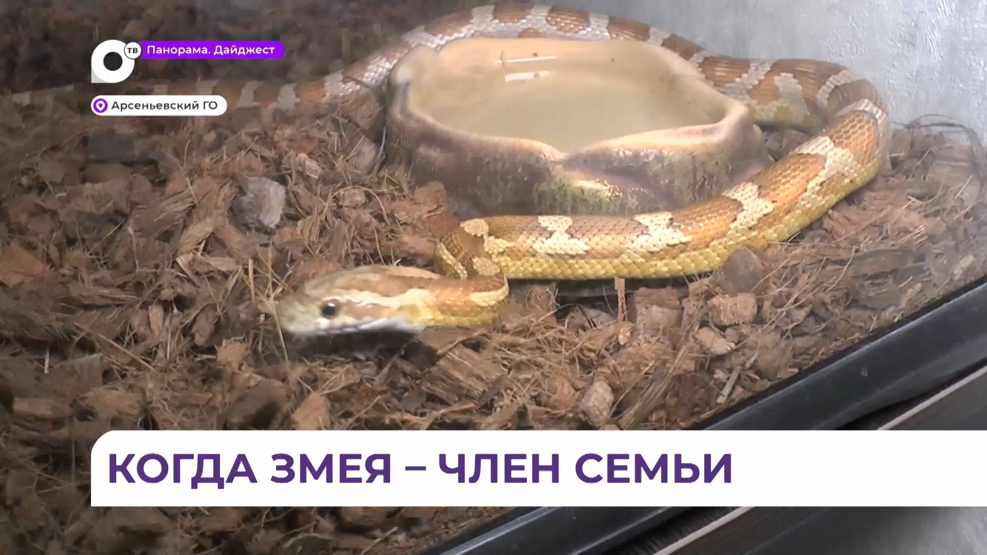 Маисовый полоз стал членом семьи из Арсеньева в Год змеи