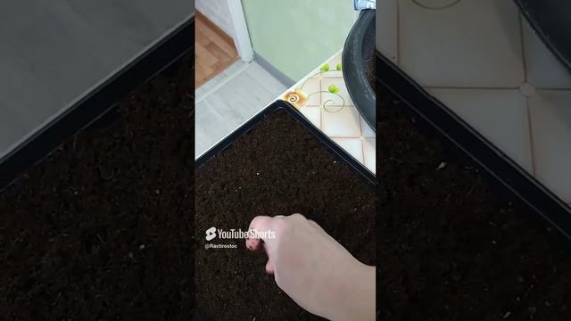 СЕЮ КРУПНОЦВЕТКОВЫЕ БАРХАТЦЫ ГРАМОТНО!