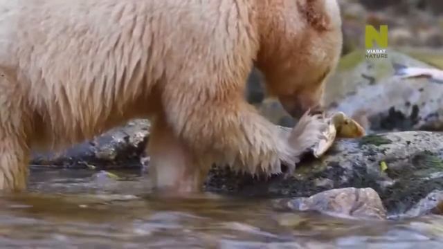 Жизнь медведий в природе Документальный фильм.