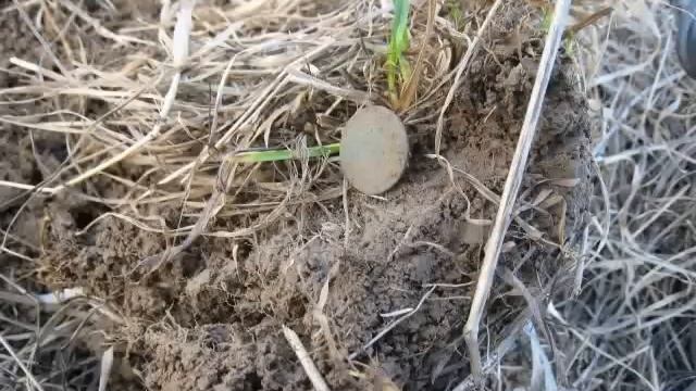 Чешуя Ивана Грозного и другие находки!