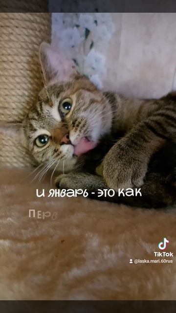 #киска Милиска
