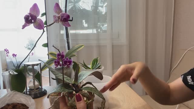 ПЕРЕСАДКА РЕДКИХ ВАРИЕГАТНЫХ КАПРИЗНЫХ ОРХИДЕЙ!
