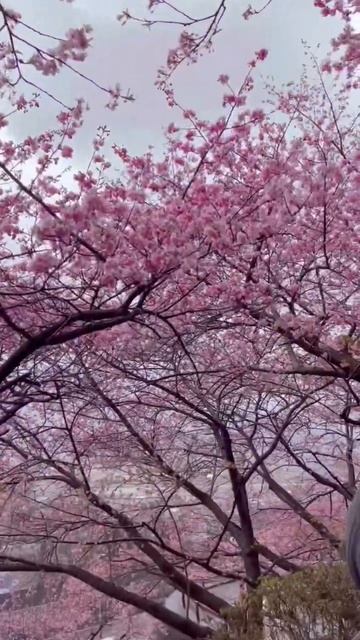 EARLY BLOOMING SAKURA, KAWAZU SAKURA FESTIVAL #japantrip  #japantravel