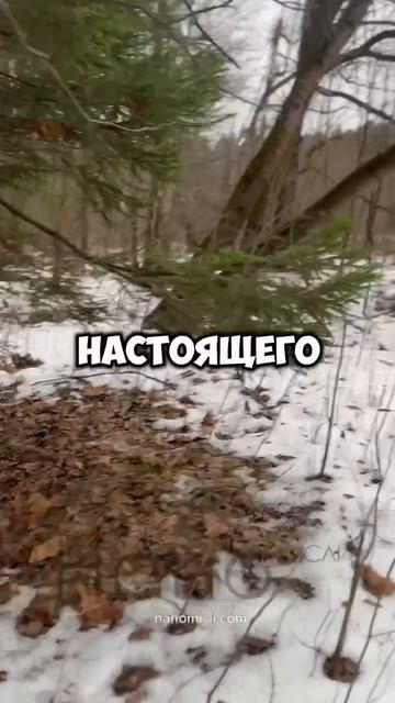 дух леса 🌳