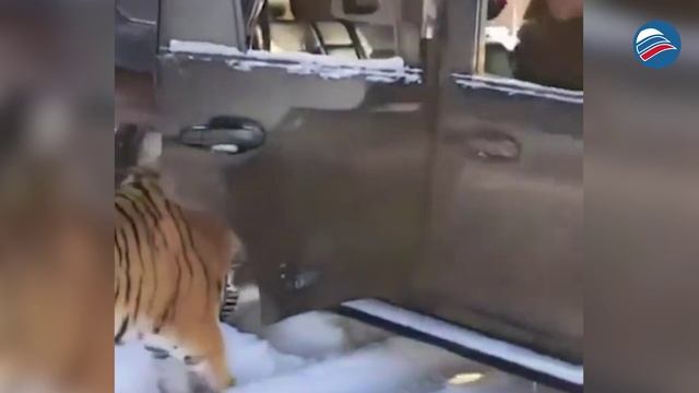 Мишка, поехали - тигров в Приморье по домам развозит такси