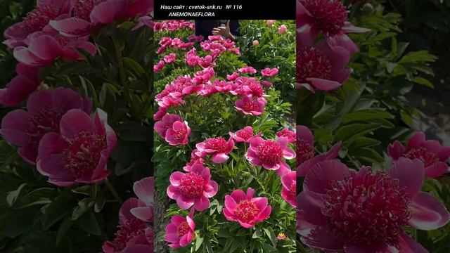 Пион Anemonaeflora. Цветение 2022 года / Сад Ворошиловой