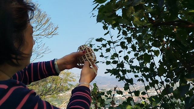 Выпускают птицу на волю, Лаос