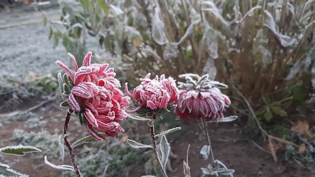 Иней в октябре 🌬🌬🌺🌼🍂🍁