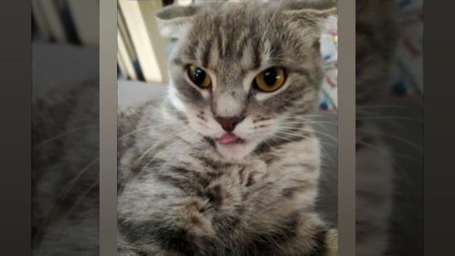 😺💃🎤