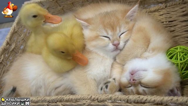 Утята и Цыплята - Кошки и котята - (38) Хвостики да Усики ❣🥰🤣