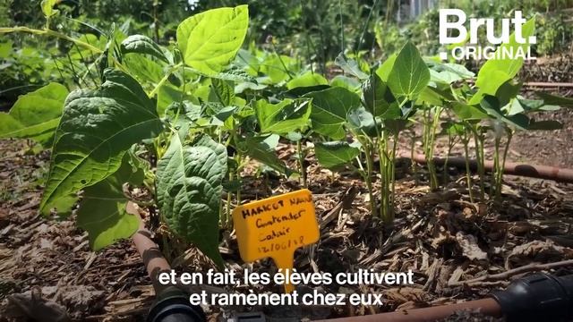 La ferme urbaine du collège Pierre-Mendès-France