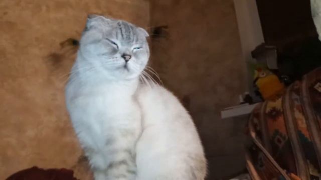 Ёжик Жека, Муся и ... тараканы...