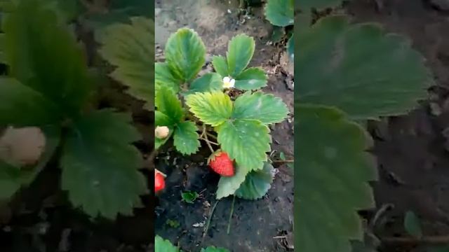 Прекрасные клубники