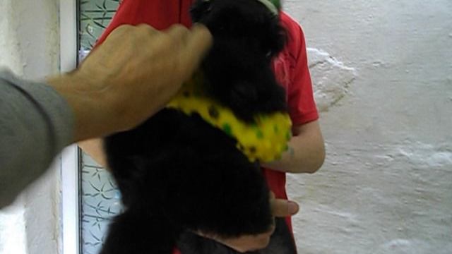 Роман-Кош Ирика Санни Годес с пищалкой. Игры с Колей. 3,5 мес.2011