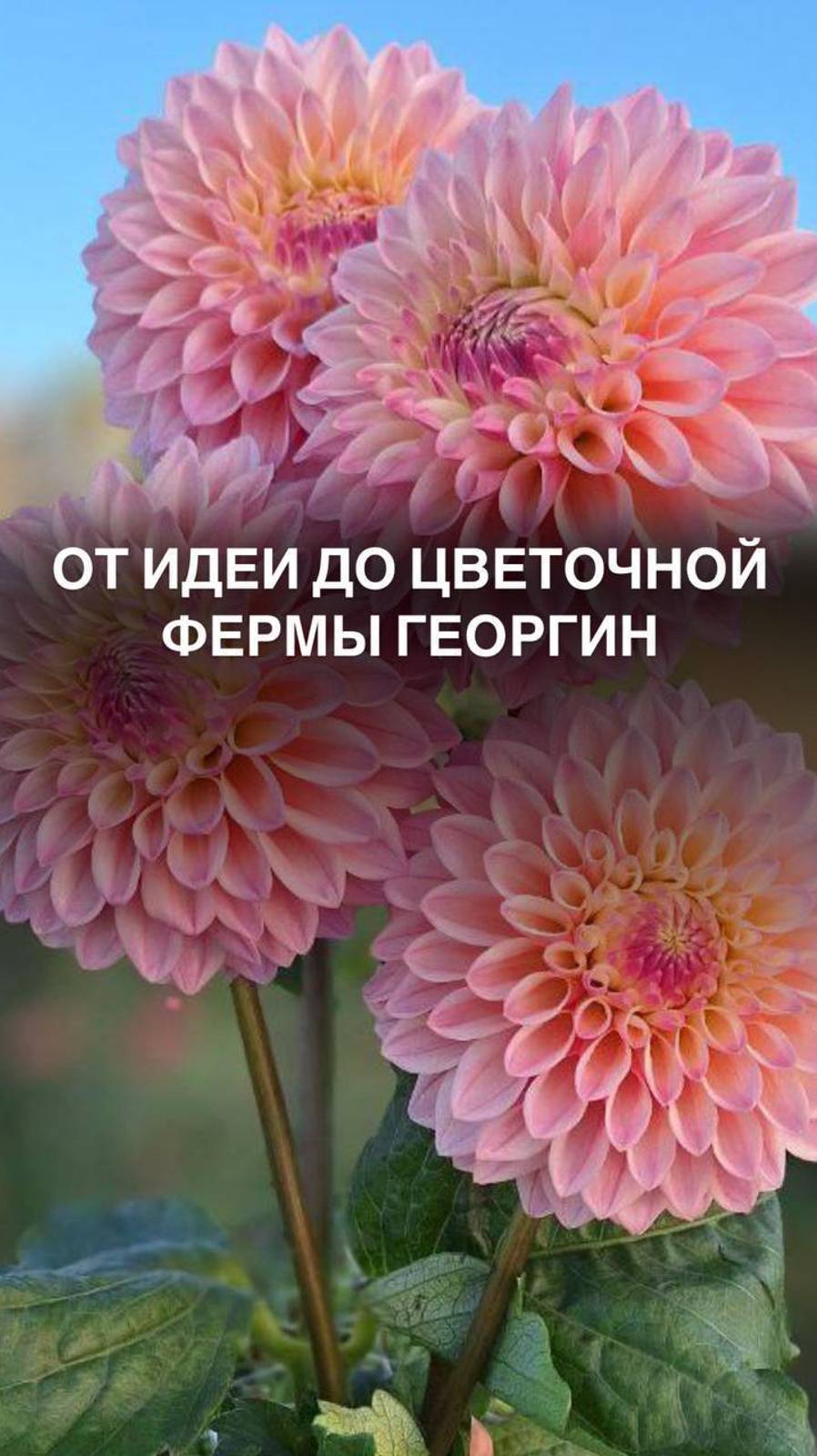От идеи до цветочной фермы георгин #питомникмноголетников
#питомникцветов
#ландшафтныйдизайн
#агро