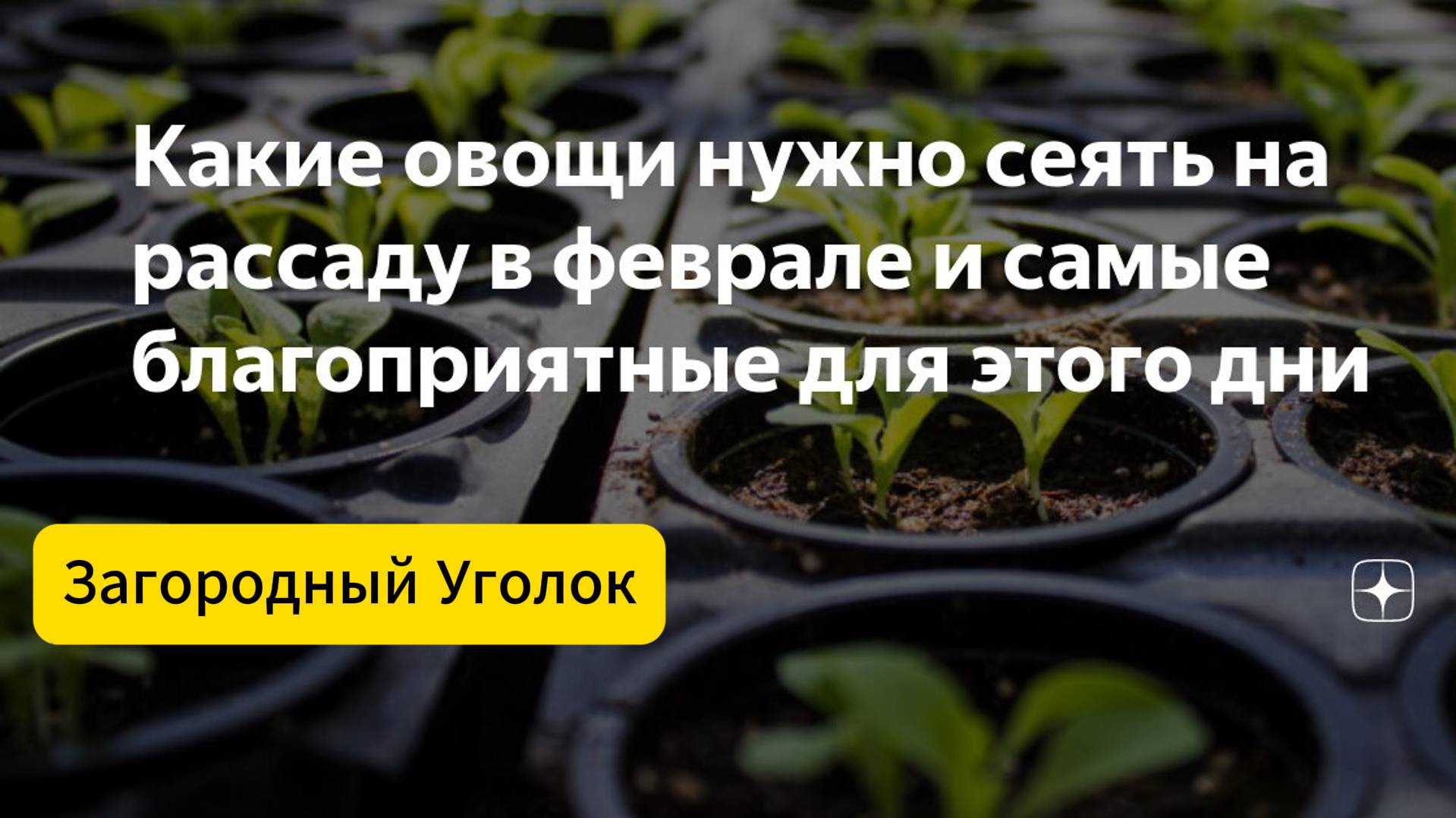 ТОП-5 овощей для рассады в Феврале