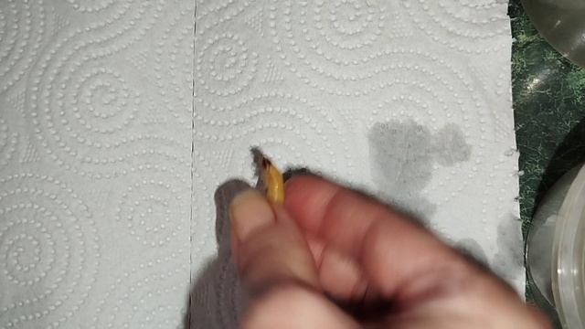 Подготовка зофобаса к кормлению стрижей