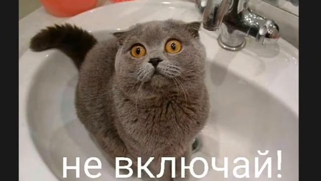 Мемы хорошо жить не запретишь! ( Читать описание)
