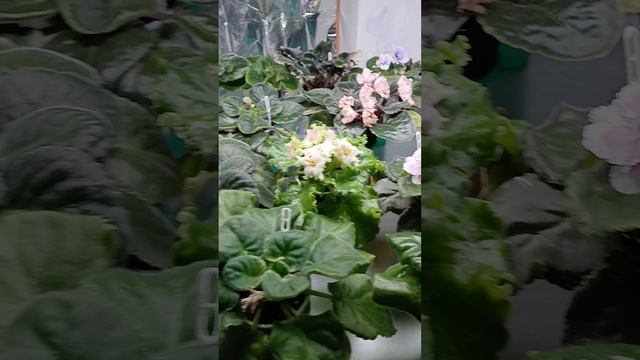 Мои фиалочки в декабре