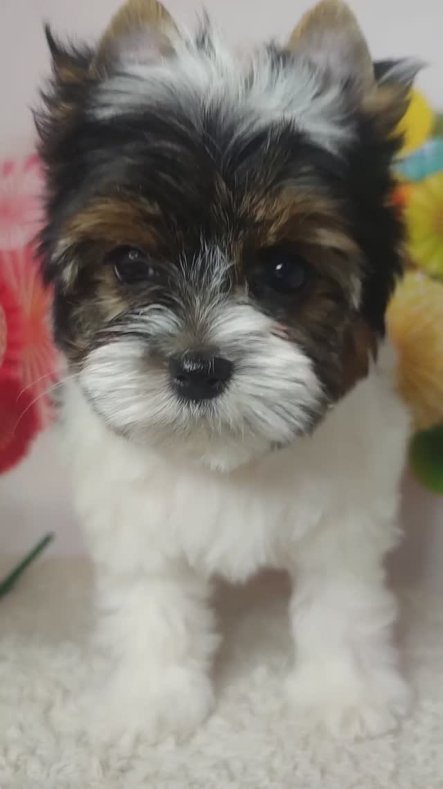 Бивер, девочка в продаже