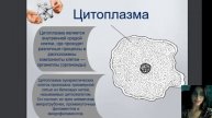 Клетка.Определения, клеточная теория, строение клетки.