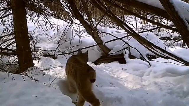 Рысь поймала зайца, фотоловушка живая природа, дикая природа. Со звуком