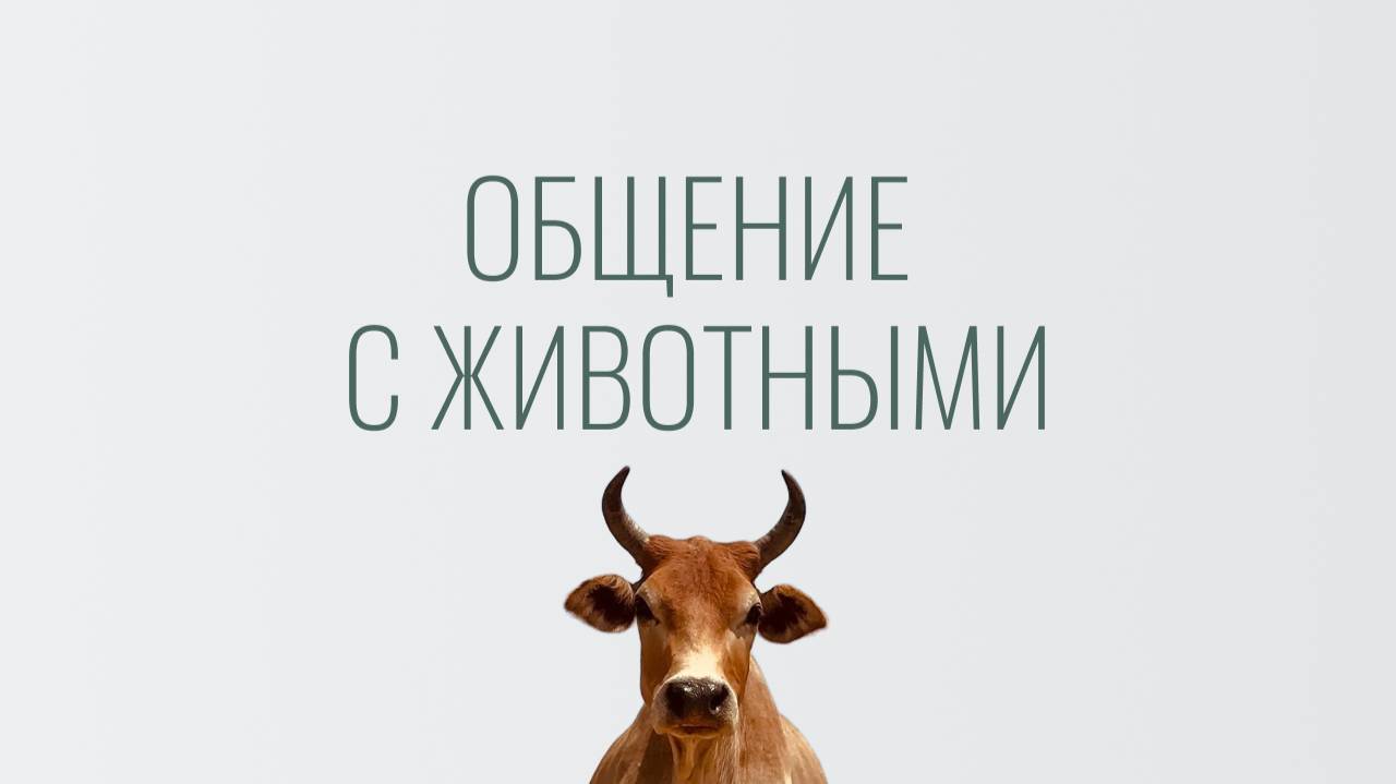 Экоферма Нестеровых: общение с животными