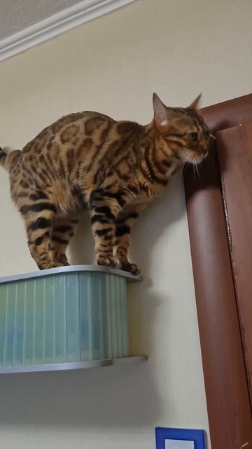 Бенгал Леопарда #позитив #юмор #cat #cat #любимыйкот