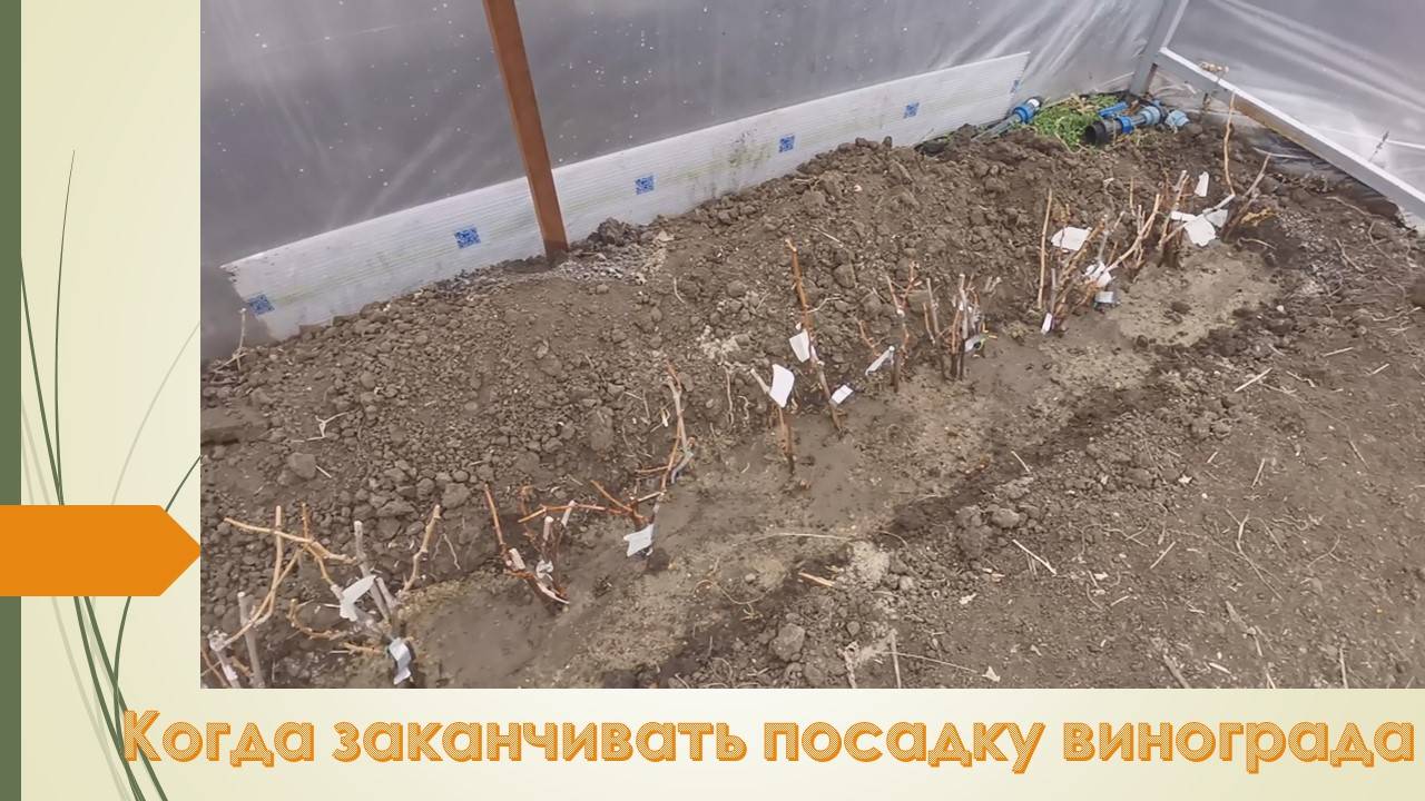 Когда заканчивать посадку саженцев винограда. Январь