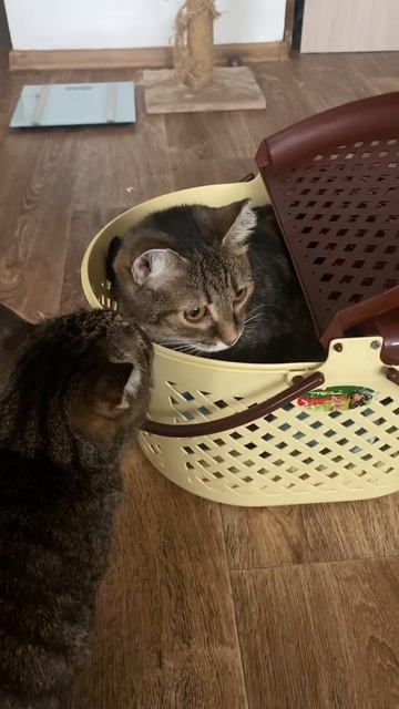 Взяли кошку из приюта