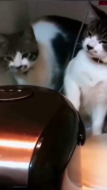 1000072500.mp4
