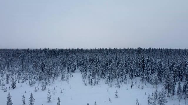 Инта. Зимний лес 2