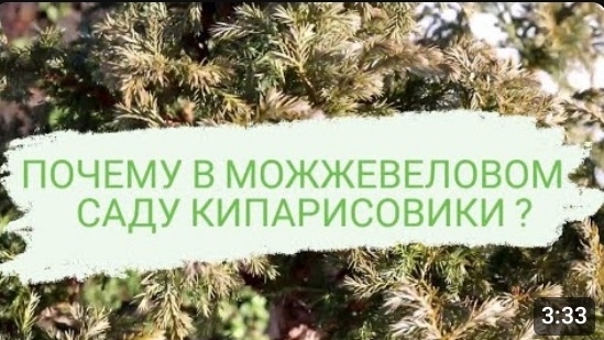 ЧТО ДЕЛАЮТ В МОЖЖЕВЕЛОВОМ САДУ КИПАРИСОВИКИ?