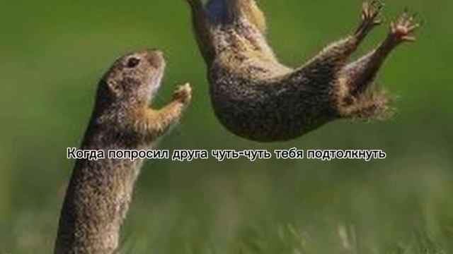 жиза