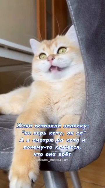 Когда ты покормила кота, а он делает вид, что такого не было 😂