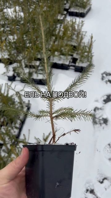 Ель обыкновенная на подвой #Семисад24 #хвойныйпитомник #подвой #питомникрастений #саженцы