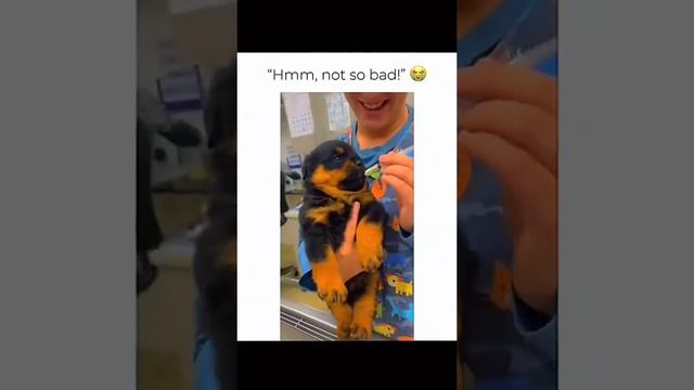 Смешные видео 🤣🤣🤣