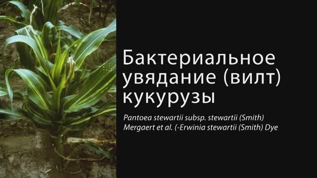 Бактериальное увядание (вилт) кукурузы