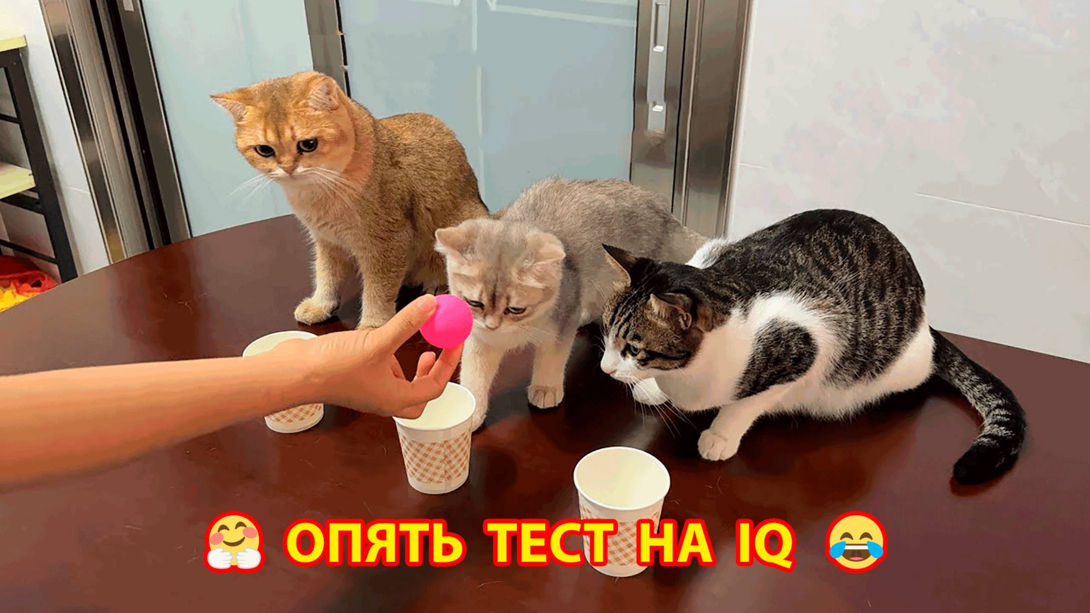 Три стаканчика с шариком как тест на IQ котов и котята 🐈⬛🐈🥛❣️🤗🥰