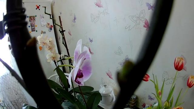 Подкормка орхидеи, какие результаты Как удобрять орхидеи, чтобы хорошо цвели