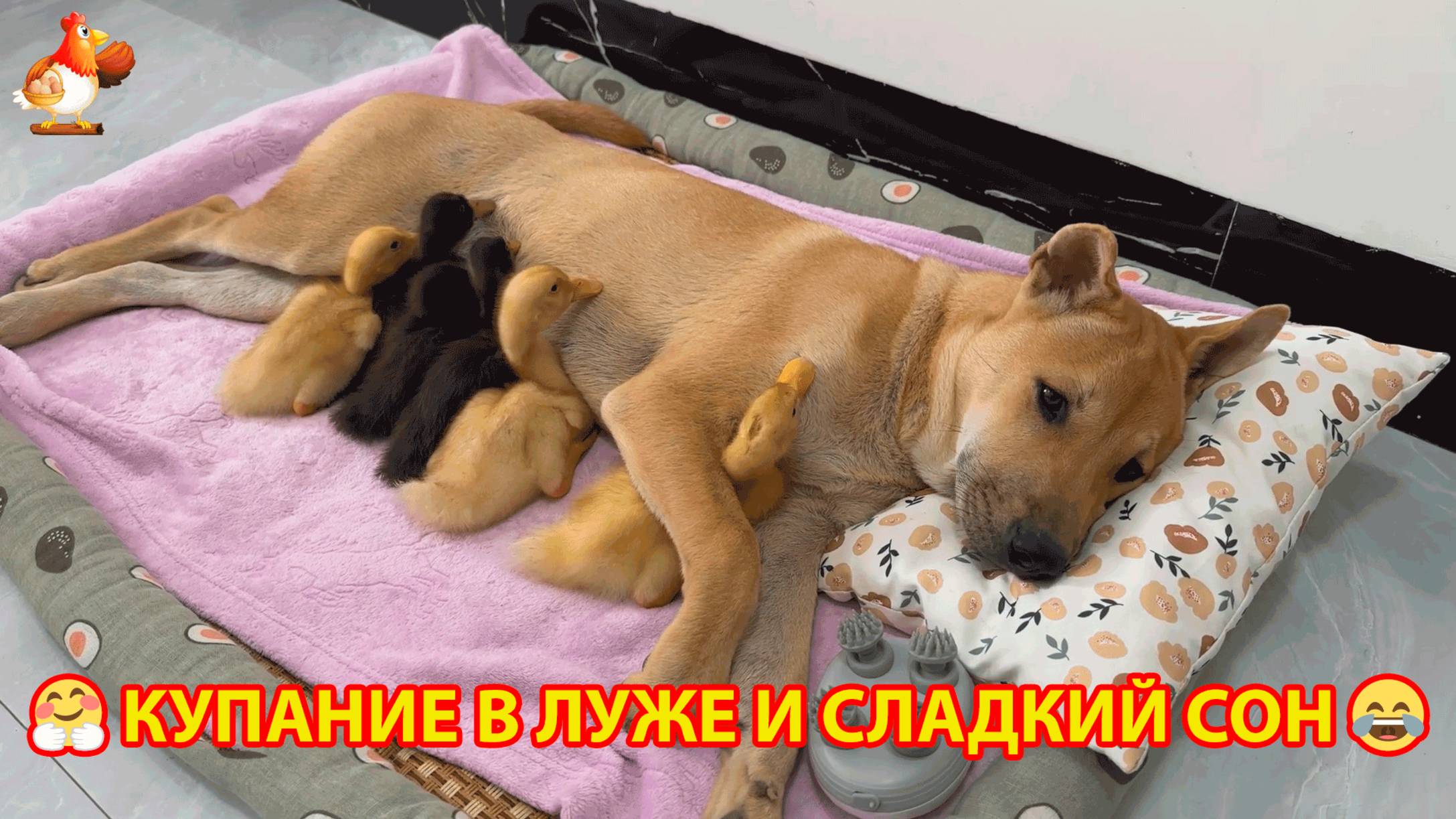 Умный Пёсик накупал Утят в луже и привел домой спать в лежаночку 🥱❣️🤗🥰