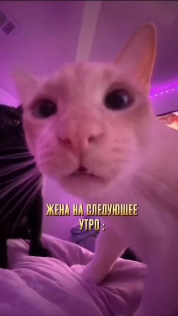 Муж: куплю нам тур в Китай, если ты хоть немного выучишь китайский ! #китай #хайнань #китайцы #кот