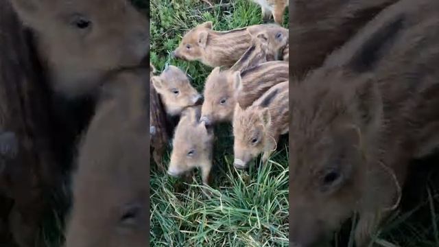 Дикие кабаны в природе