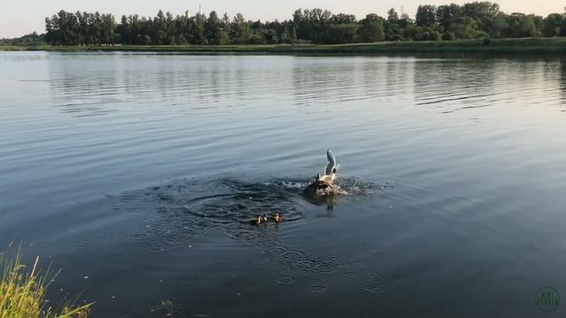 УТКА С УТЯТАМИ (БОЙ ПРОТИВ ЧАЙКИ) / Duck vs Seagull (battle)