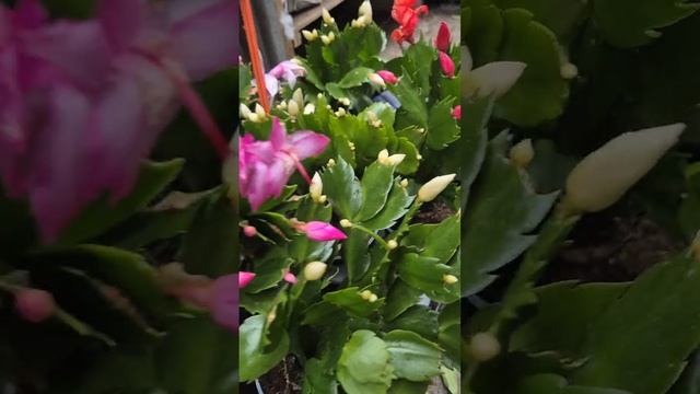 Новый приход комнатных растений 28.01.25
