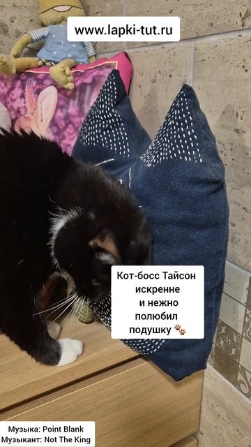 игрушки для кошек