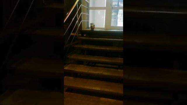 Йорка шерстный терьер на прогулке