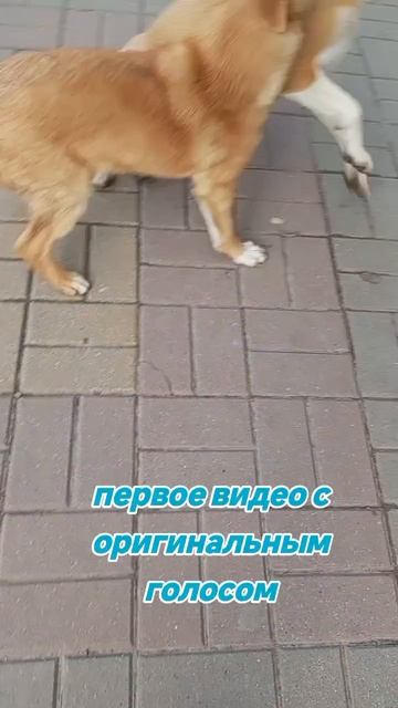 coбачки