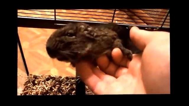 Как чесать дегу!